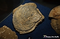 VBS_9552 - Museo Paleontologico - Asti